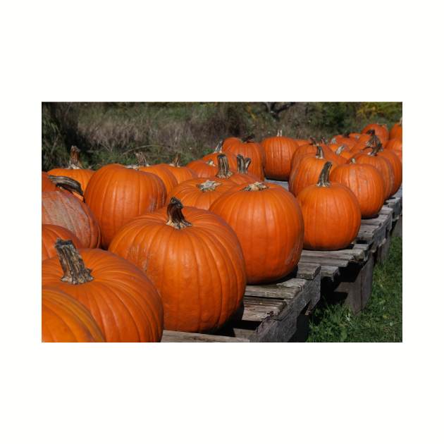 Pumpkins For Sale by Rob Johnson Photography