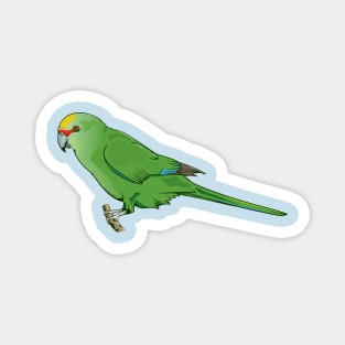 Yellow-crowned parakeet Kākāriki Magnet