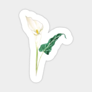 one white calla lily watercolor Magnet