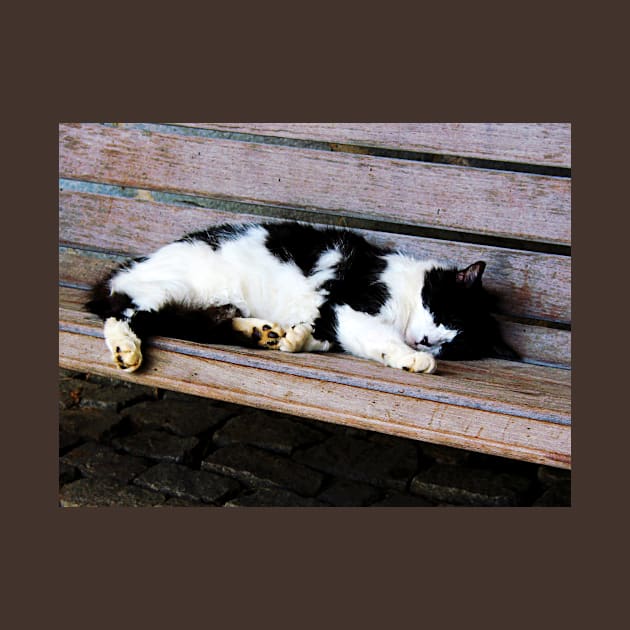 Cats - Cat Sleeping on Bench by SusanSavad