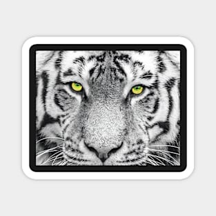 Tiger evil eyes Magnet