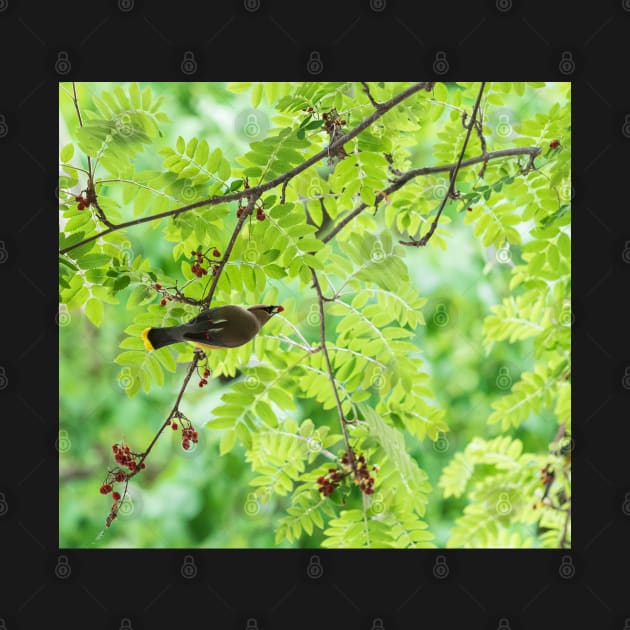 Single bird eating a red berry on green leaf background by Danielleroyer