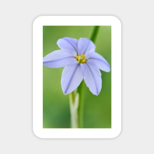 Ipheion &#39;Rolf Fiedler&#39; AGM Spring starflower Magnet