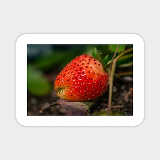 Strawberry 3 Magnet