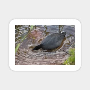 Hawaiian coot 3 Magnet