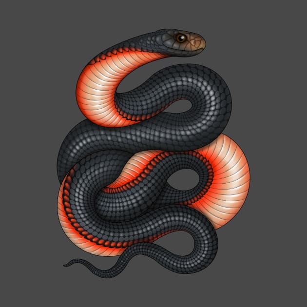 Red-bellied Black Snake by miss_varanus