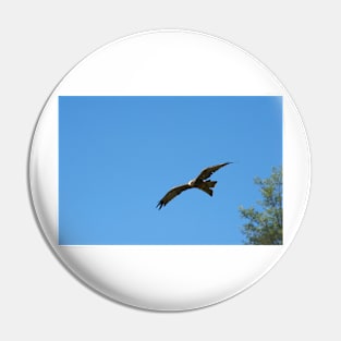 Black Kite In Flight Pin