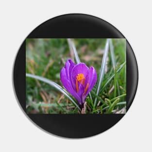 Purple and Orange Flower in Grass 2 Pin