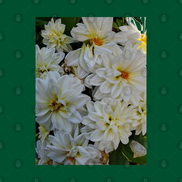 White Flower Bunch Photography My by ShubShank