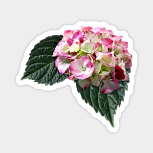 Elegant Pink and White Hydrangea Magnet