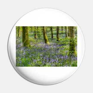 Bluebells in Cally Woods, Gatehouse of Fleet Dumfries Galloway Photo Pin