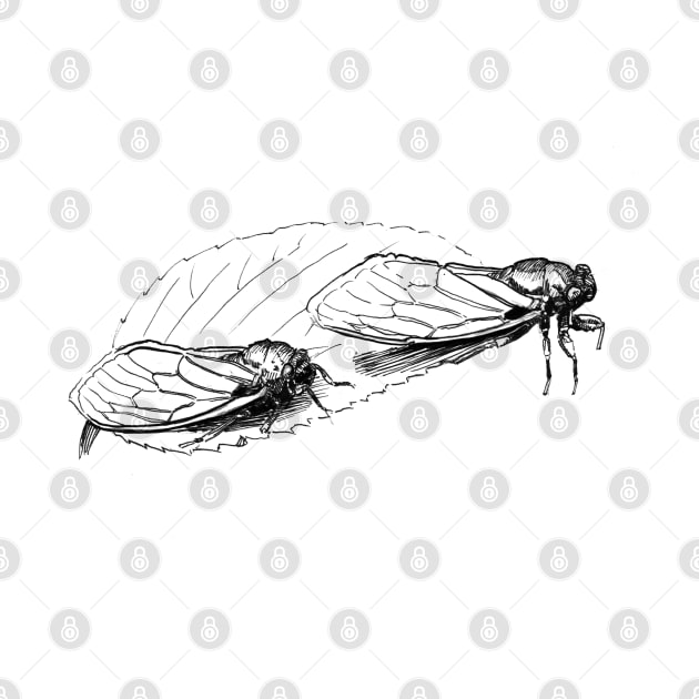 Cicadas Ink Drawing by Fireside Press