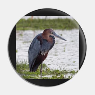 Goliath Heron Pin