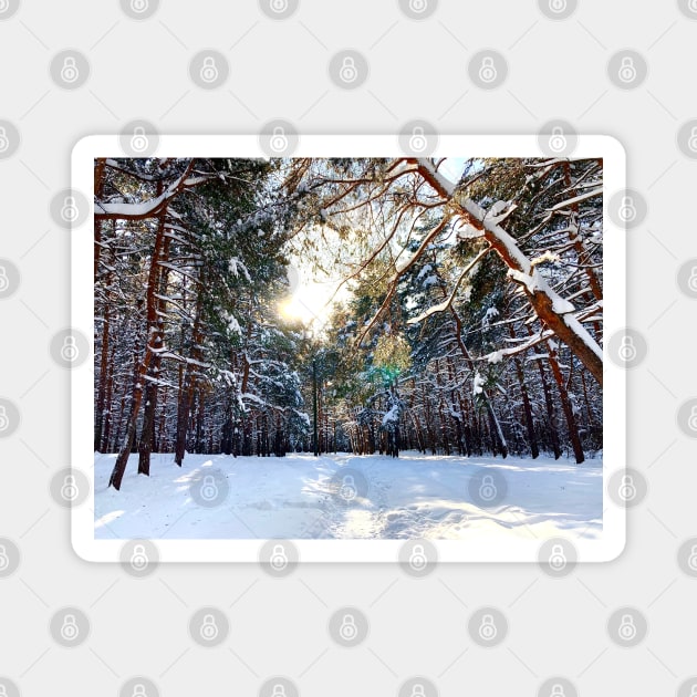 View at the Sormovsky Park in Nizhny Novgorod with sun, thicket, pine trees, foliage Magnet by KristinaDrozd