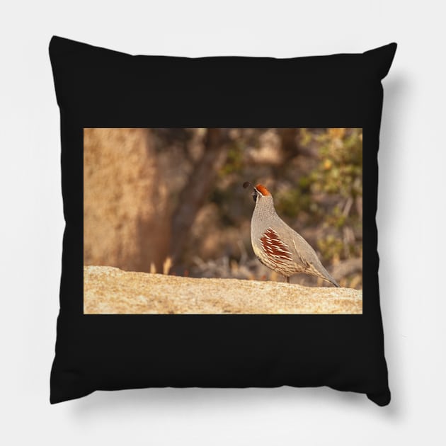 Gamble Quail Pillow by jvnimages