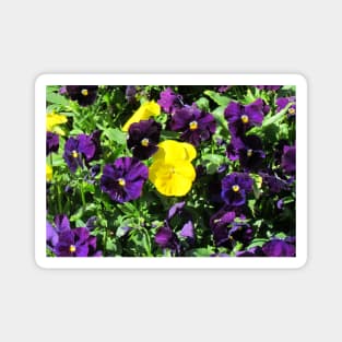 Purple And Yellow Flowers Magnet