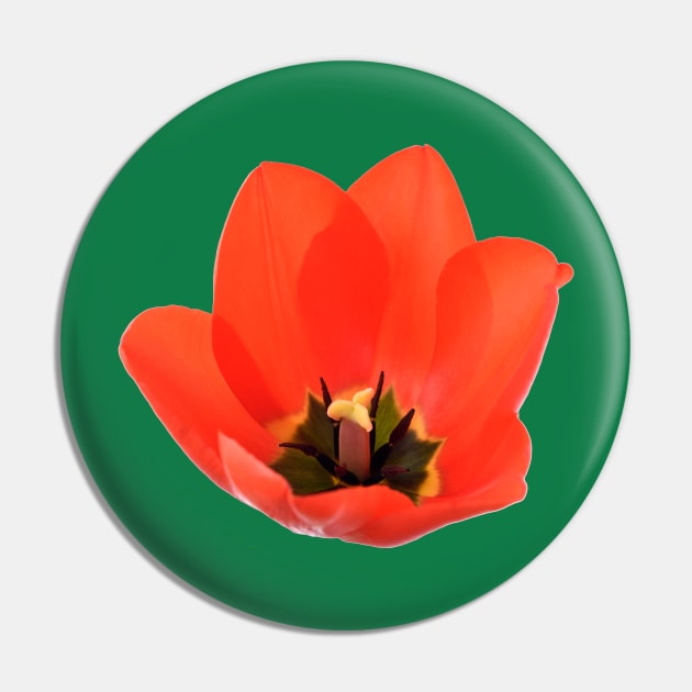 Red tulip Pin by chrisburrows