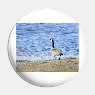 Canada Goose in Malheur NWR Pin