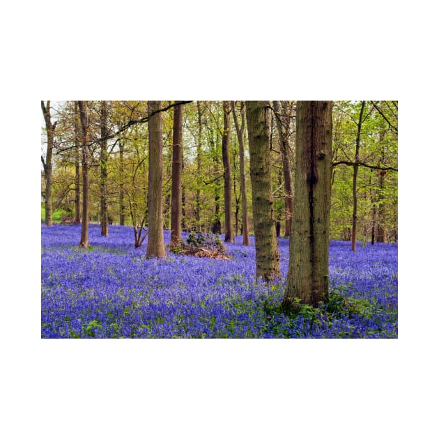 Bluebell Woods Greys Court Oxfordshire UK by AndyEvansPhotos