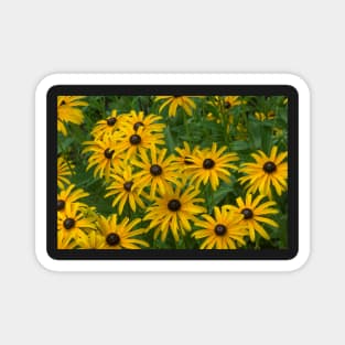 Brown Eye Susans Magnet