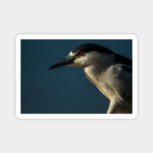 Black-Crowned Night Heron Magnet