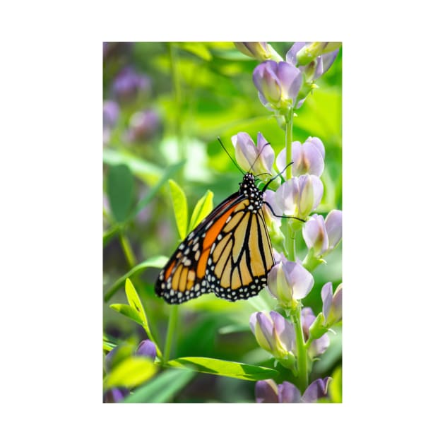 Monarch butterfly enjoys a sip from a flower by iyd39