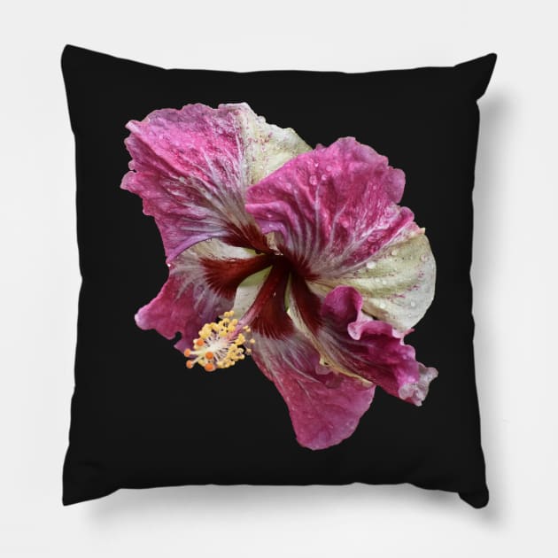 Portrait of a Hibiscus Pillow by RoxanneG