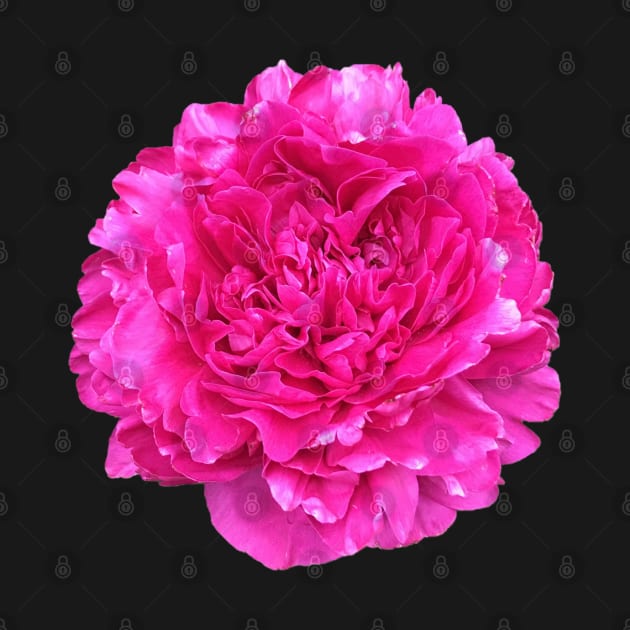 Bright Pink Peony in Full Bloom by InalterataArt