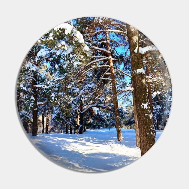 Scene at the Sormovsky Park in Nizhny Novgorod with pine trees, foliage, trunks, snow and trail Pin by KristinaDrozd