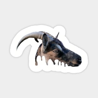 Goat head Magnet