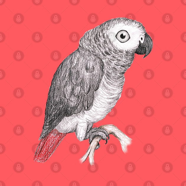 Cute African grey parrot by Bwiselizzy