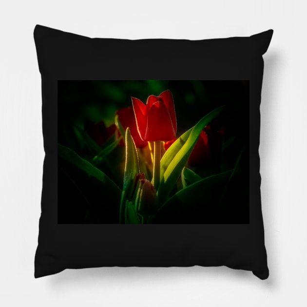 Red Tulip Pillow by algill