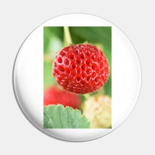 Fragaria x ananassa &#39;Framberry&#39; Strawberry Pin