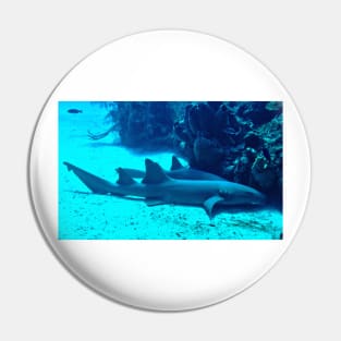 Nurse Sharks Pin