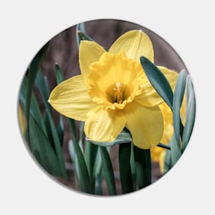 Yellow Trumpet Daffodils Photograph Pin