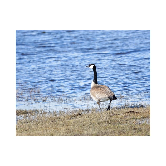 Canada Goose in Malheur NWR by DeniseBruchmanPhotography