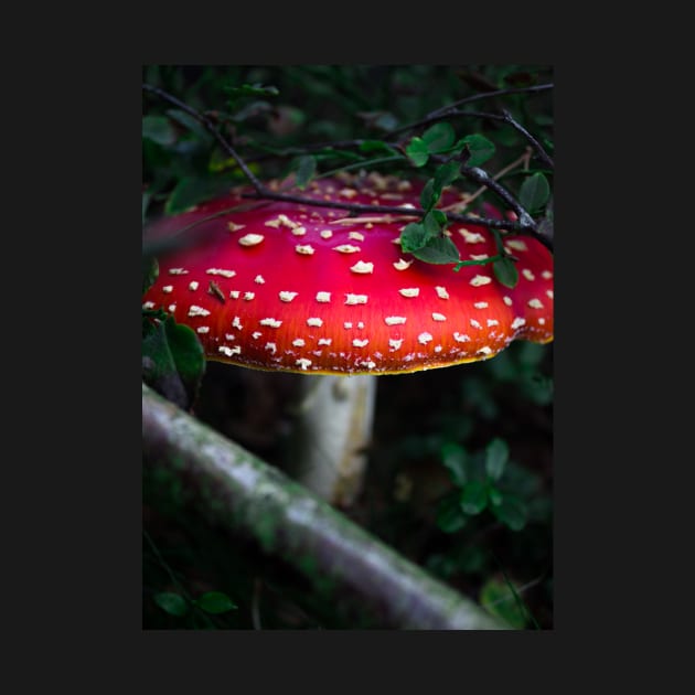 Bright red magical mushroom with white spots deep in the forest by chiaravisuals