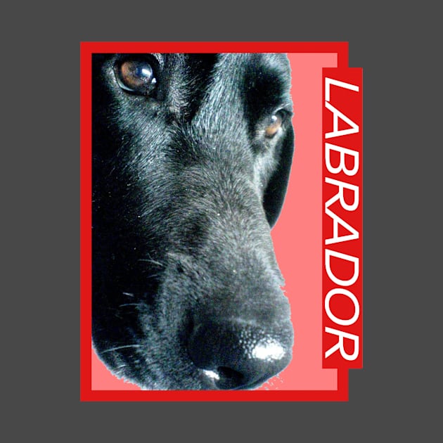 Labrador by bobdijkers