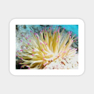 Pink Tipped Giant Sea Anemone Magnet