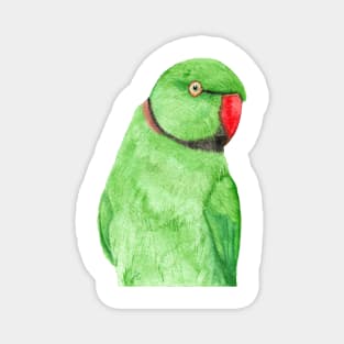 Rose-ringed parakeet or ring-necked parrots watercolor - bird painting Magnet