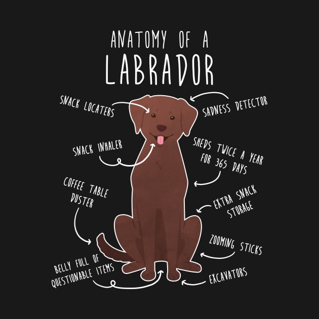 Chocolate Labrador Retriever Dog Anatomy by Psitta