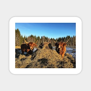 Scottish Highland Cattle Cows 2294 Magnet