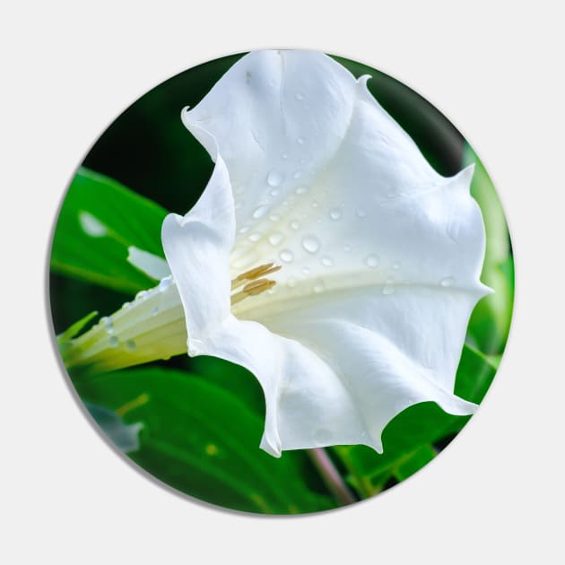 Datura Flower Photograph Pin by love-fi