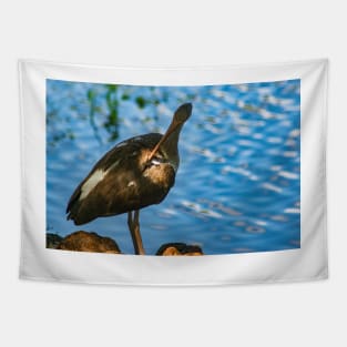 Grooming American Ibis Tapestry