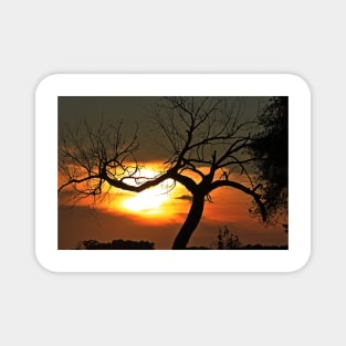 Kansas Golden sunset with a tree silhouette Magnet
