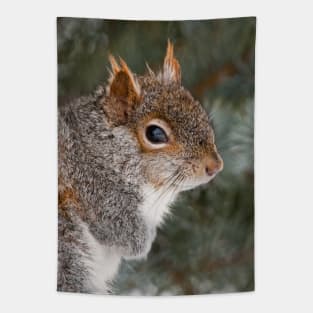 Grey Squirrel Tapestry