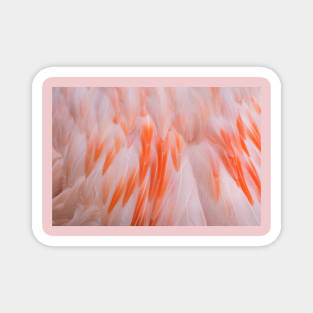 Flamingo Feathers Magnet