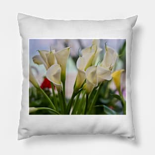 Calla flowers blooming Pillow