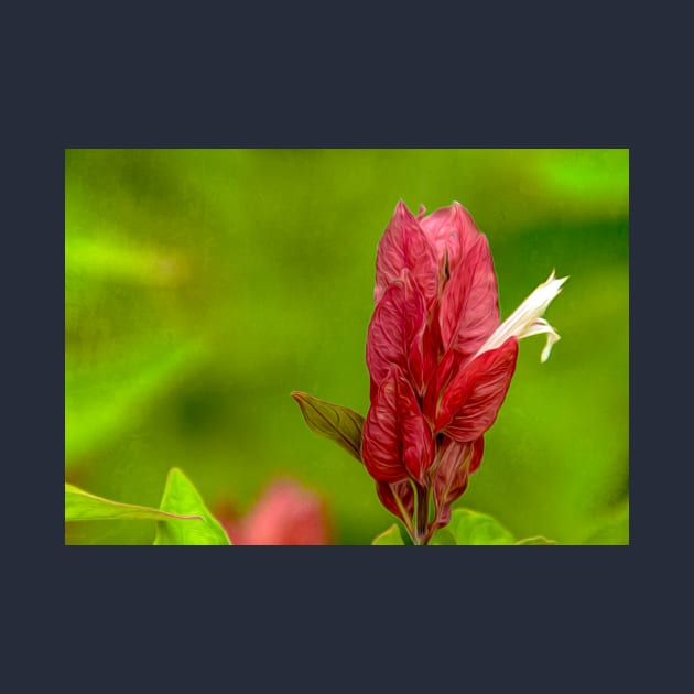 Tropical Shrimp Plant aka Justica Brandegeana by Debra Martz