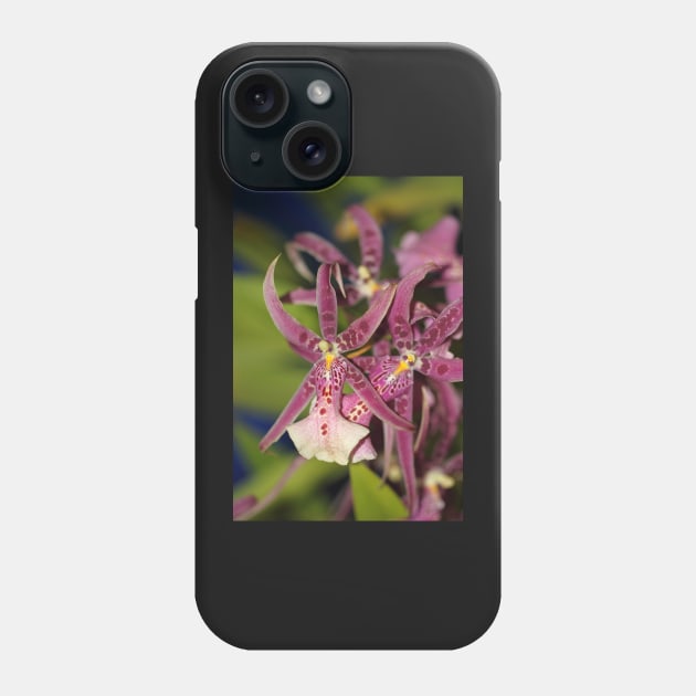 Rare Zygopetalum Phone Case by Carole-Anne